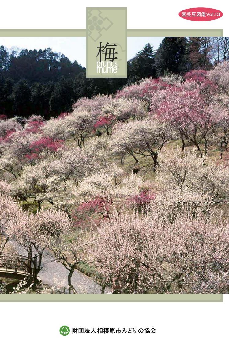 園芸豆図鑑　ウメ　13_1.jpg